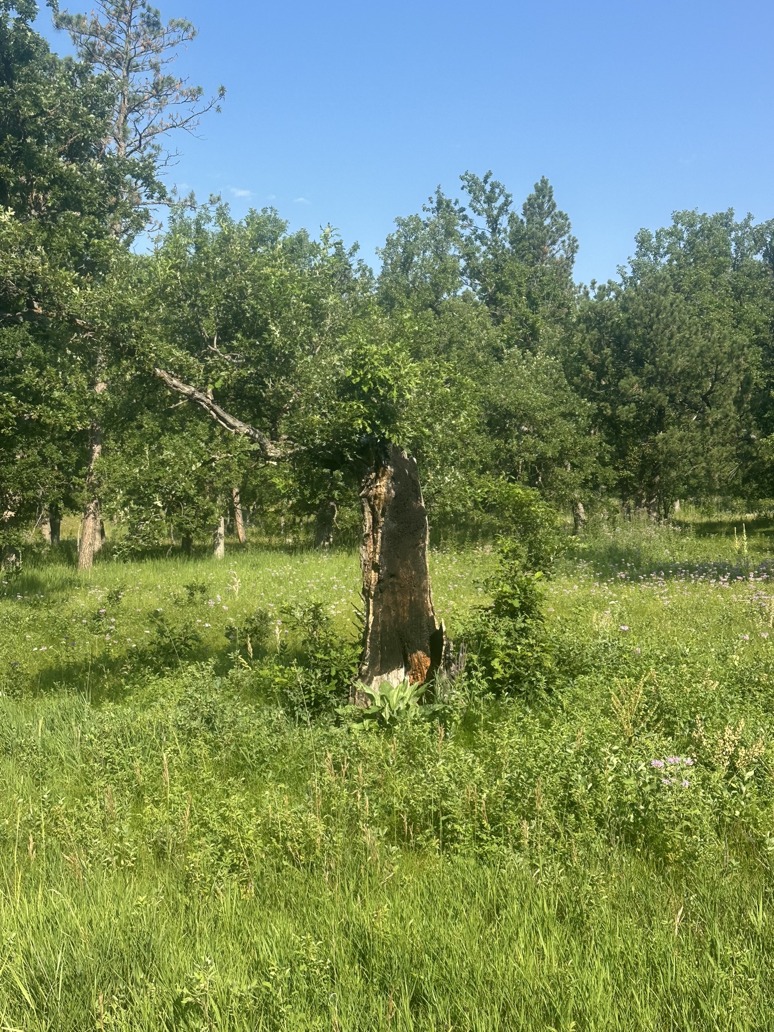 South Dakota - Image 56